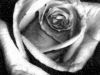 The Prettier Rose