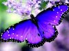 The Purple Butterfly 