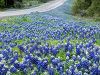 Texas Blue Bonnets in Summertime 