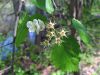 The Hawthorn's Key