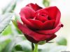 The Prince's Beautiful Rose
