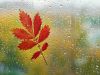 "Rain In Autumn"