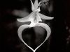 Ghost Orchid 