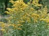 ambrosia & solidago