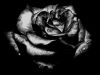 A Black Rose