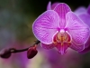 ORCHID SYMPHONY