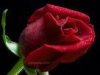 Love is a rose