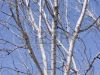 Winter Haiku #1