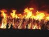Ode to The Sugarcane Fires of my Childhood
