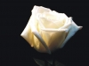 My White Rose