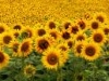 Between The Valley Of The Sunflowers