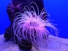 The Anemone