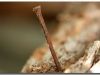 Rusted Nail in Wood