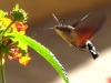 The Hummingbird Moth