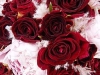 Scarlet Red Roses
