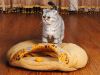 What You Should Prepare Before Keeping a Scottish Fold