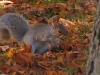 little squirrel