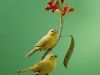 Finches and Feelings