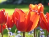 Vindicating Tulips