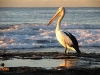 Swim, Pelican