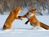 A Red Fox Rap Battle