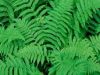 FERNS TOO ARE FLOWERS