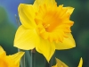 Daffodil Heaven