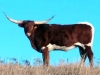  OLD  MEXICAN  LONGHORN