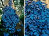 blankets of blue butterflies