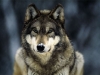 Behavorial Differences Between Wolves and Dogs