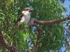 Gum tree memory 