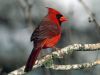 The Lone Cardinal 