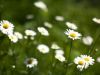 As the Daisies Were Gathered