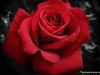 My Sacred Rose