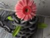 The Chained Gerbera