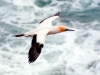 Gannet's Eye View