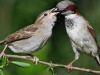  Little sparrows