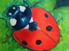 Soil and the Ladybugs