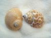 The Seashell 