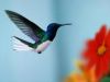 Does the hummingbird know best?