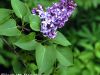The Lilac and Ground Elder - Sestina