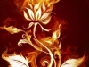 Fire Rose 