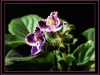 Fear for African Violets