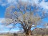 A Cottonwood's Answer (Short Stories Begin Here) 