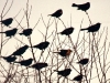 Song Birds (Remake of Blackbirds)