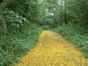 Yellow Brick Road Trip