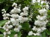 Deutzia Scabra - Sleepy Eyed