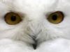 The Wise Old Snowy Owl