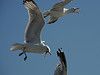 Gulls gather