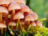 Kratom and Mushrooms Interactions
